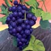 grapes still life painting by dorothy churchill-johnson