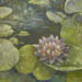 Water Lily art